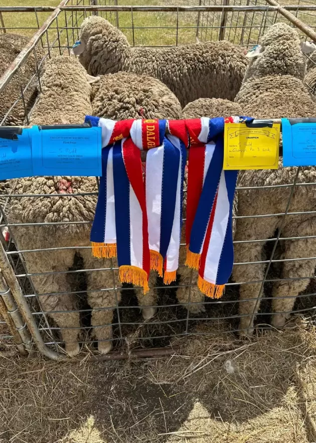 Best of Breed Sheep